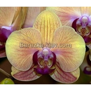 Орхидея 2 ветки (Doritaenopsis-Chain-Xen-Queen)